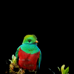 Quetzal