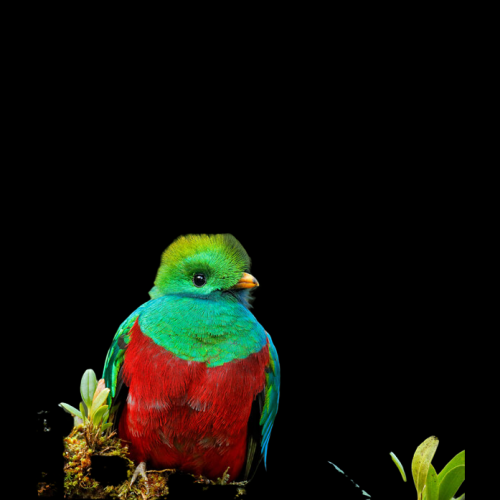 Quetzal