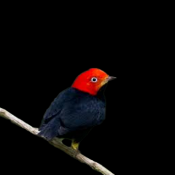 Red-capped manakin (Ceratopipra mentalis)