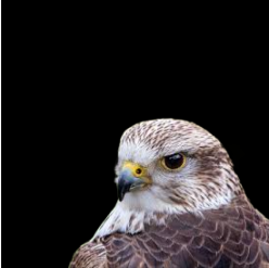 Saker falcon (Falco cherrug)
