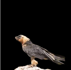 Bearded vulture (Gypaetus barbatus)