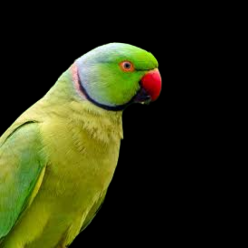 Alexandrine parakeet (Psittacula eupatria)