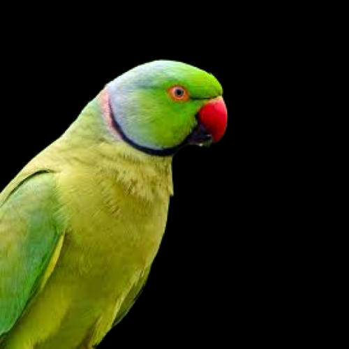 Alexandrine parakeet (Psittacula eupatria)