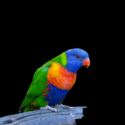 Lorikeet