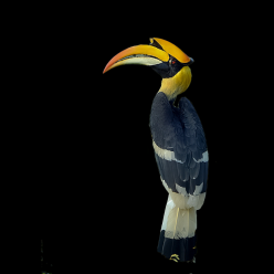 Great hornbill (Buceros bicornis)