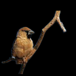 Sociable weaver (Philetairus socius)
