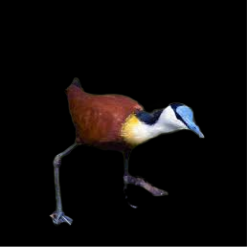 Jacana