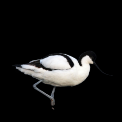 Pied avocet (Recurvirostra avosetta)