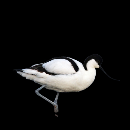 Pied avocet (Recurvirostra avosetta)