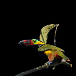 Golden-collared toucanet (Selenidera reinwardtii)
