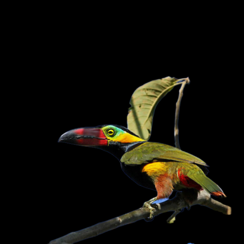 Golden-collared toucanet (Selenidera reinwardtii)