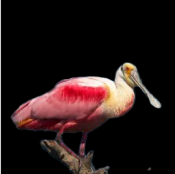 Roseate spoonbill (Platalea ajaja)