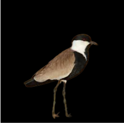 Spur-winged lapwing (Vanellus spinosus)