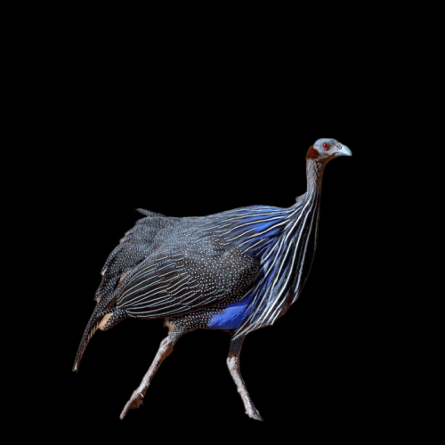 Vulturine guineafowl (Acryllium vulturinum)