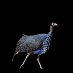 Vulturine guineafowl (Acryllium vulturinum)