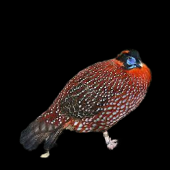 Temminck's Tragopan (Tragopan temminckii)