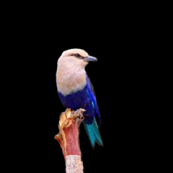 Blue-bellied roller  (Coracias cyanogaster)
