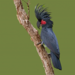 Palm cockatoo (Probosciger aterrimus)