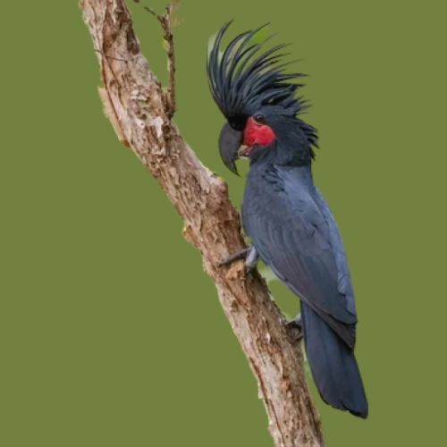 Palm cockatoo (Probosciger aterrimus)