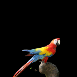 Harlequin macaws