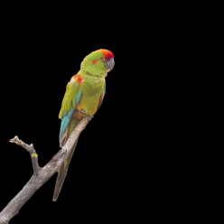 Red-fronted macaw (Ara rubrogenys)