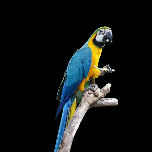 Blue-gold Macaw