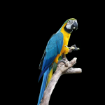 Blue-gold Macaw