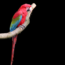 Red-green Macaw