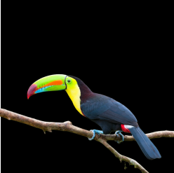 Keel-billed toucan (Ramphastos sulfuratus)