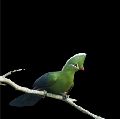 Knysna turaco (Tauraco corythaix)
