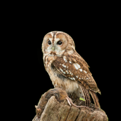 Tawny owl (Strix aluco)