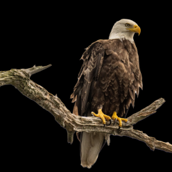Bald eagle (Haliaeetus leucocephalus)