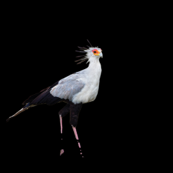 Secretarybird (Sagittarius serpentarius)