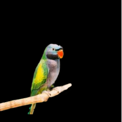 Derbian parakeet (Psittacula derbiana)