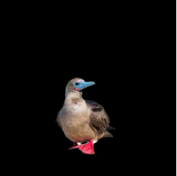 Red-footed Booby (Sula sula)