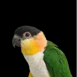 Caique (Pionites)