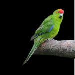 Kakariki (Cyanoramphus)