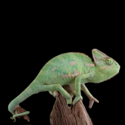 Veiled Chameleon (Chamaeleo calyptratus)_CITES2
