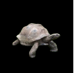 Aldabra giant tortoise (Aldabrachelys gigantea)_CITES2