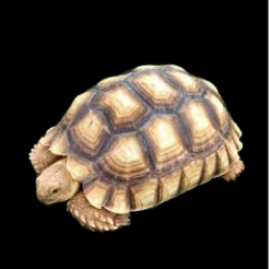African spurred tortoise (Centrochelys sulcata)_CITES2