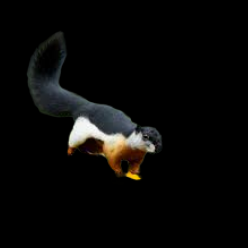Prevost's squirrel (Callosciurus prevostii)