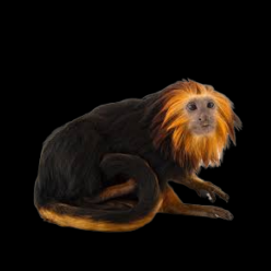 Golden-headed lion tamarin (Leontopithecus chrysomelas)_CITES!