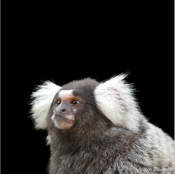Common Marmoset (Callithrix jacchus)_CITES2