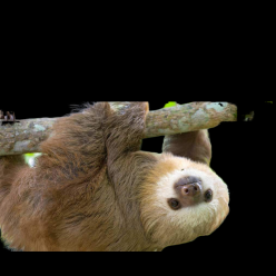 Two-toed Sloth (Choloepus)