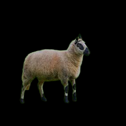 Kerry Hill sheep