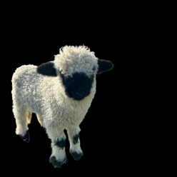 Blacknose sheep