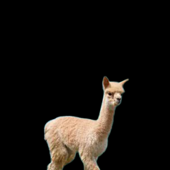 Alpaca (Lama pacos)