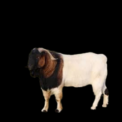 Boer Goat
