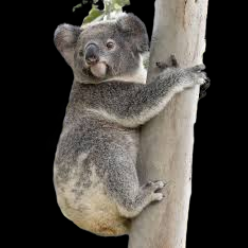 Koala (Phascolarctos cinereus)
