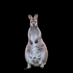Bennett's wallaby (Notamacropus rufogriseus)